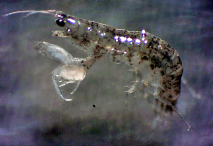 A benefit to biodiversity assessment: An Indian survey demonstrates that Cheiriphotis geniculata is a misidentification of the valid species Photis geniculata Barnard, 1935 (#Crustacea: Amphipoda)
mapress.com/zt/article/vie… 
#Taxonomy #scuds #shrimp