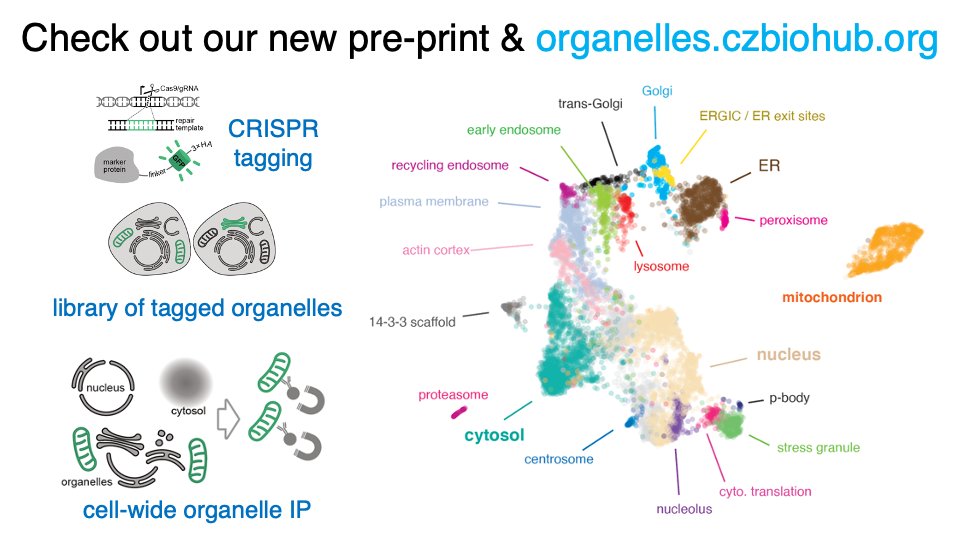 So stoked to be sharing this! New proteomics map of human subcellular architecture. CRISPR + organelle IP mass spec at scale. Check out pre-print biorxiv.org/content/10.110… and organelles.czbiohub.org. 🙌 to fantastic team @czbiohub SF & collabs! 1/2