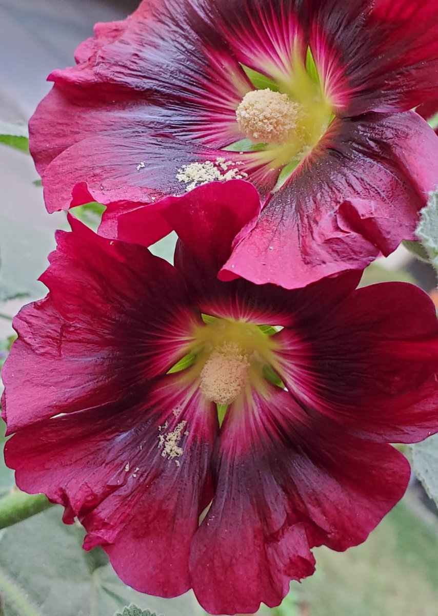 'When you plant something, you invest in a beautiful future amidst a stressful, chaotic and, at times, downright appalling world.'
#goodmorning 
#theme_pic_india_flowers
Id--hollyhocks(भेंडीची किंवा आंबाडीची फुले म्हणून ही ओळखतात)