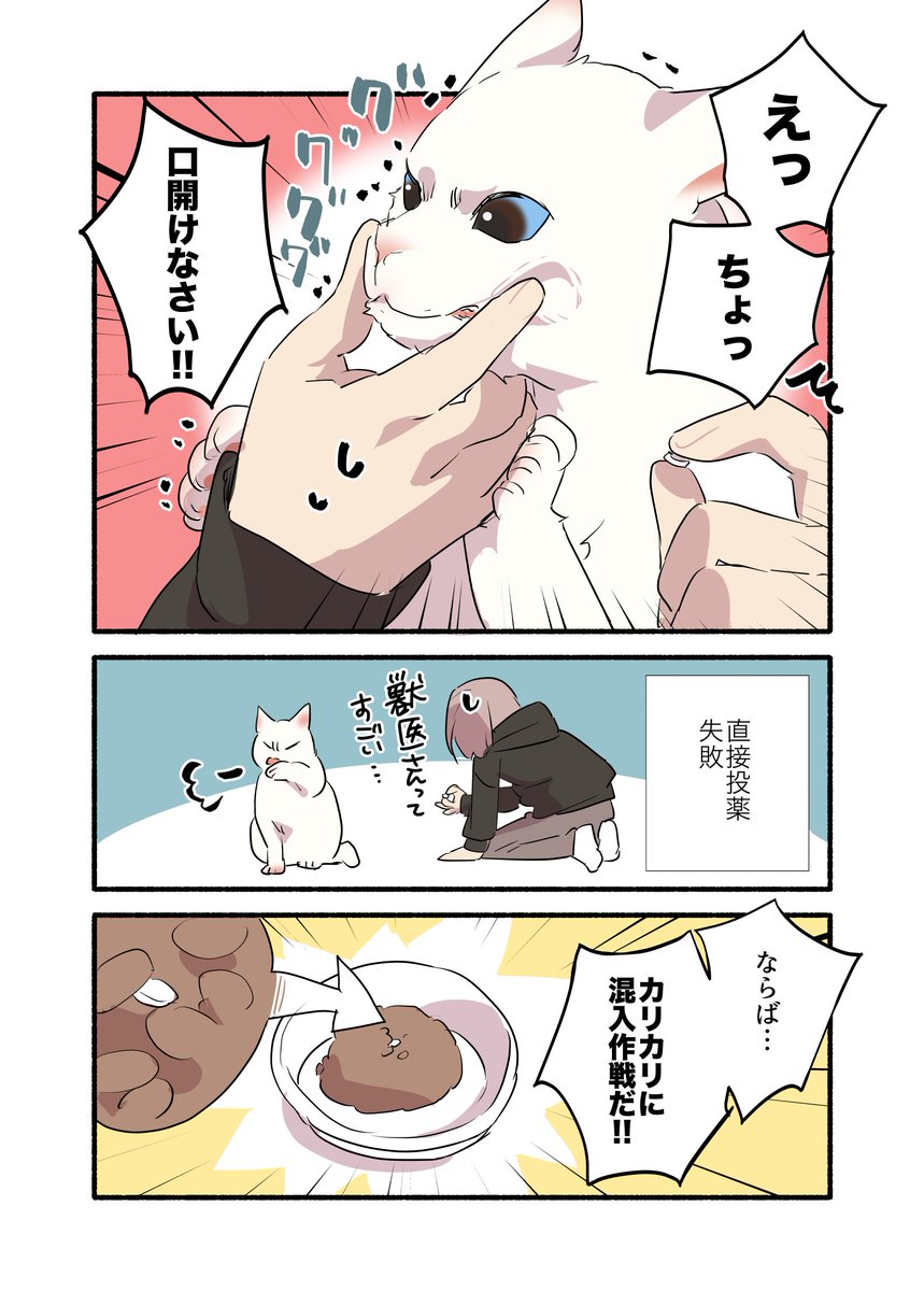 猫の投薬治療、どうしてます?って話😭
 #漫画が読めるハッシュタグ
 #愛されたがりの白猫ミコさん 