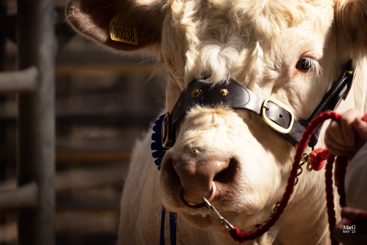 ☃️The Charolais office will close for the holidays Friday 22nd December🎄

We wish you all a season that's merry and bright, with good health and cheer throughout the coming year❤️

The office will reopen on Tuesday 2nd January 2024⭐