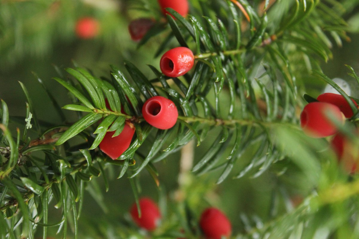 Here’s looking at yew! Yew #trees can be male or female. In #winter female trees are covered with what look like bright red berries, that are cones that have evolved to become soft and fleshy. The seed inside, like most of the tree, is poisonous. 👇 forestryengland.uk/westonbirt/win…