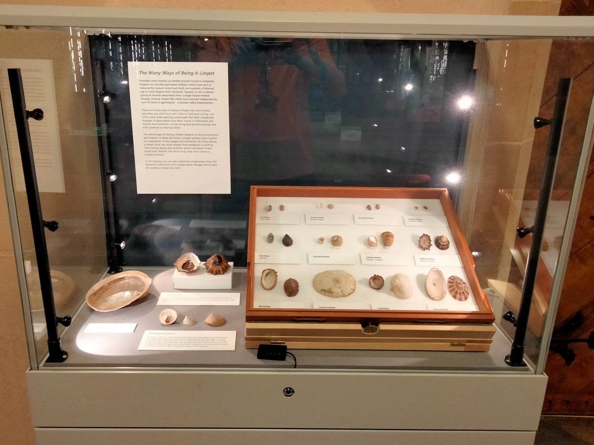 My turn for a Presenting... case @morethanadodo, Presenting... The Many Ways of Being a Limpet. Gastropods have independently 'limpetised' over 50 times, now showing a selection of groups which have done so. On display now until the 13th of February. oumnh.ox.ac.uk/event/presenti…