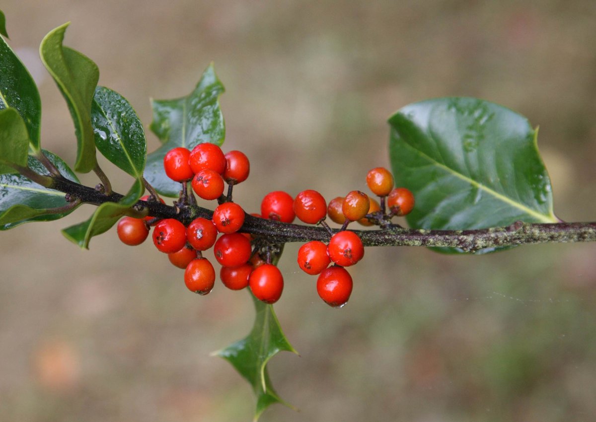 Long associated with #Christmas, the common holly, Ilex aquifolium, with its glossy green prickly leaves and bright red berries, is putting on a splendid show all over the arboretum this month. #DYK #holly #trees can live for up to 300 years! forestryengland.uk/westonbirt/win…