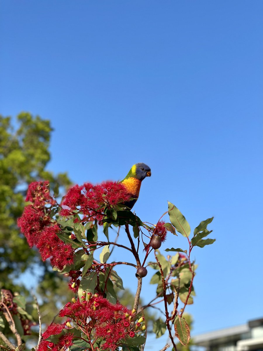 Jodalls's tweet photo. Australian wildlife at its finest. A baby lorikeet having a snack on the blossom of the red gum https://t.co/8A1488IGL8