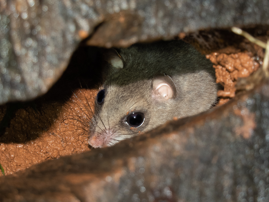 Rodents of Australia: instagram.com/p/C1BiVYosapy/…
#mammalwatching