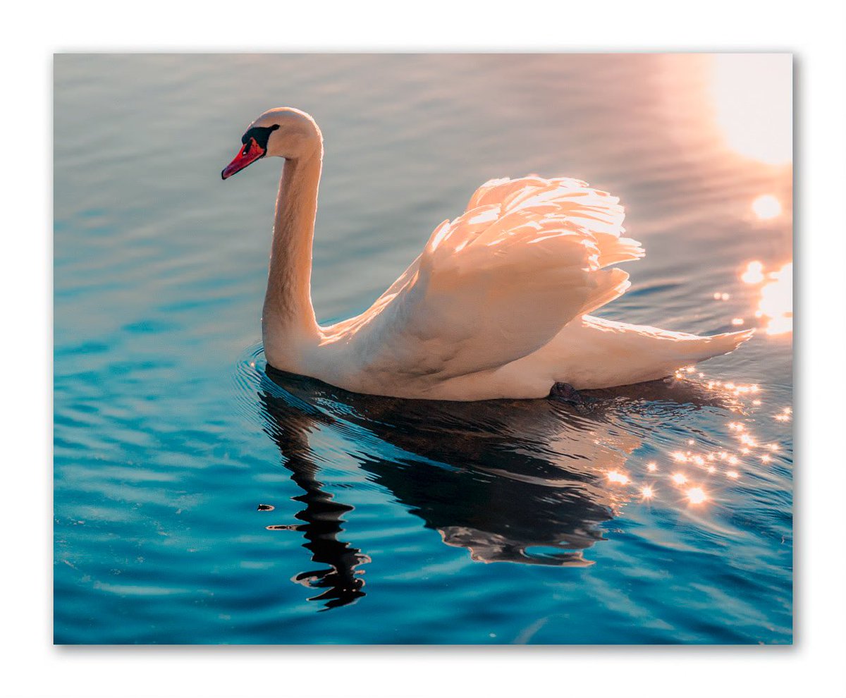 #Bird #Outdoors #WaterBird #Wildlife #FreshwaterBird #AnimalWildlife #swan #softlight #thephotowalkpodcast #shapingthelightwithgreg #diginordic #photopluscanonmagazine #photographymasterclassmagazine #canon_photographer #picoftheday