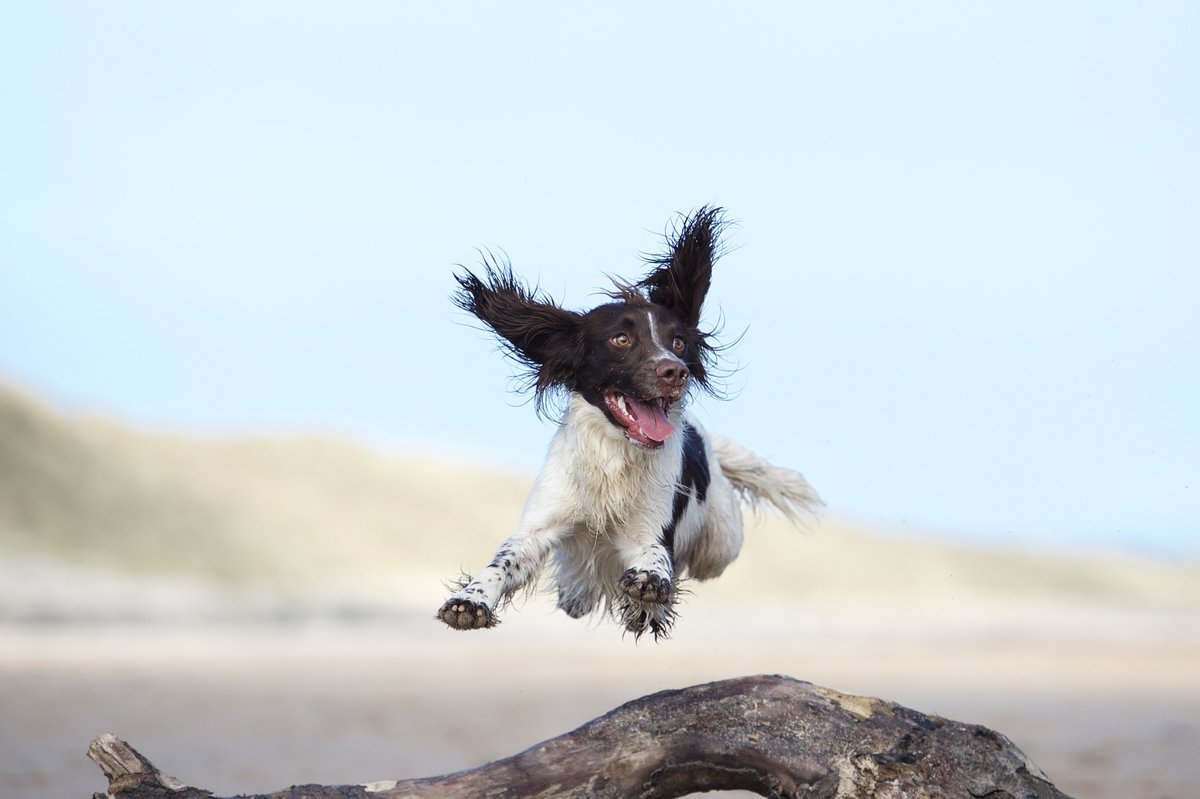 When you find your perfect #holiday #cottage, it can be hard to hide your excitement! Cornish Traditional Cottages pride themselves on being one of Cornwall’s most #dogfriendly agencies, with over 65% of their cottages allowing dogs dotty4paws.co.uk/businesses/lis… #EarlyBiz @corncott