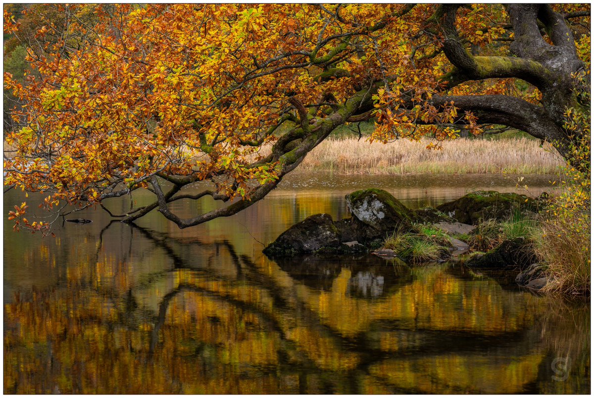 Rydal Water. The Lake District.
Video including this image on YouTube Here: youtube.com/watch?v=Sy-h6b…

#rydalwater #lake #district #lakedisrict #landscapephotgraphy #photography #water #reflection #tree #oak #leaves #autumn #colour #fall #nikon #sugdenphotography #Outdoors #Nature