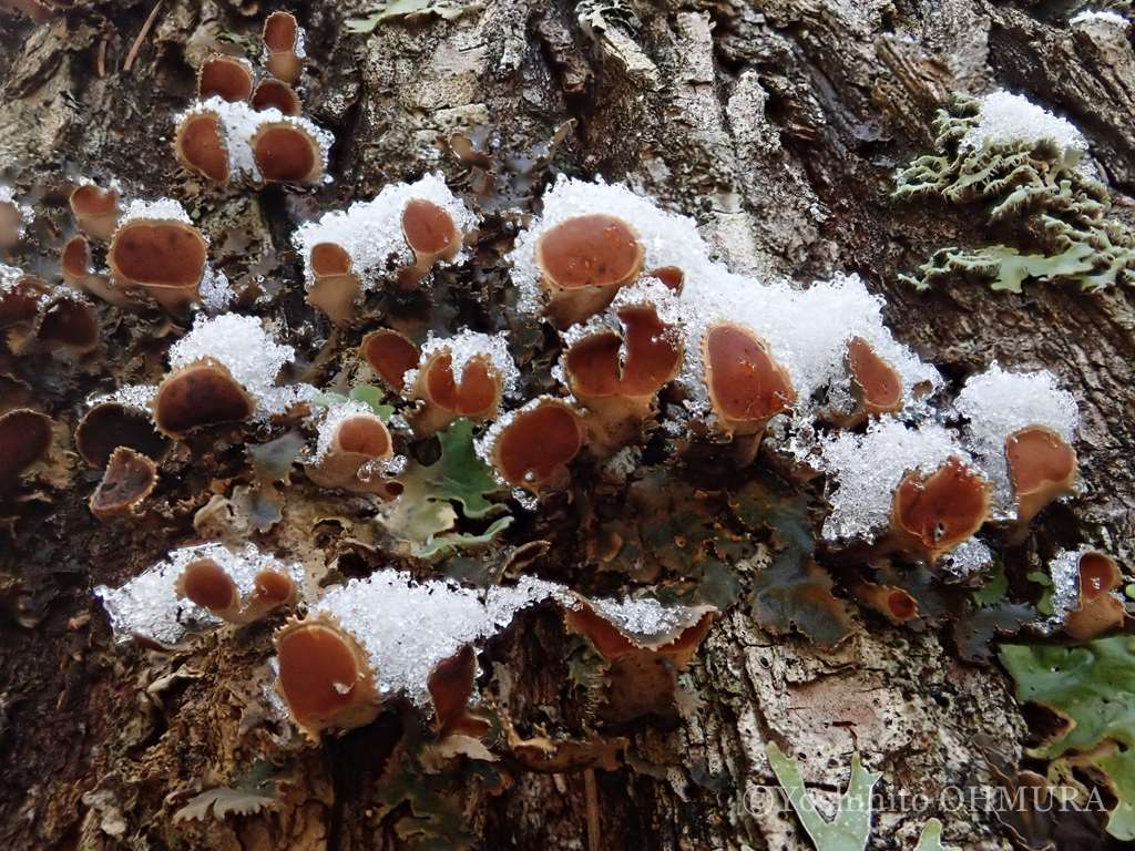 ウラミゴケに雪が積もると･･･。Snow on Nephroma #lichen #地衣類