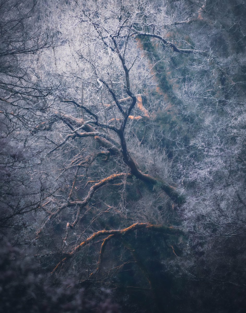Tangled

#WINTER #photoftheday #appicoftheweek #woodland #hoarfrost