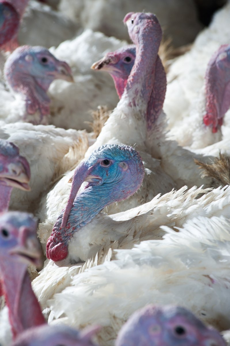 lwknds's tweet photo. Was sind die Risikofaktoren für Brustbeinschäden? 🐔
Wie kann ich meine Broiler beschäftigt halten 🐓,
was ist die Hepatische Lipidose bei Puten? 🦃
Hier die Antworten und die Leitfäden für Pekingenten 🦆 &amp; Mastgänsehaltung des @FokusTierwohl: https://t.co/6hf5k3aOo6

#Tierwohl https://t.co/JOelc0wWhz