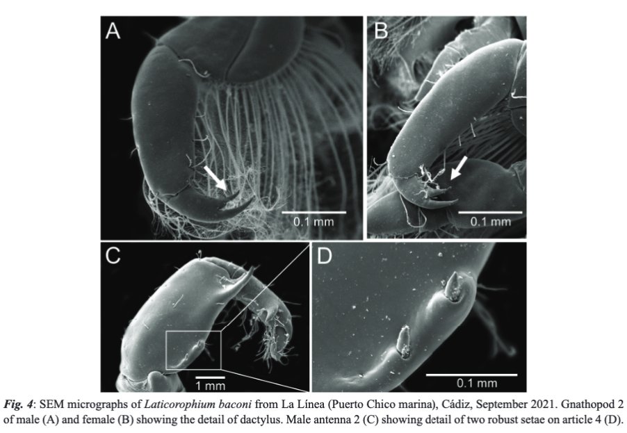 Quick spreading of the exotic amphipod Laticorophium baconi (Shoemaker, 1934): another small stowaway overlooked? GUERRA-GARCÍA, J. M., REVANALES, T., SAENZ-ARIAS, P., NAVARRO-BARRANCO, GEROVASILEIOU, V., et al. DOI: doi.org/10.12681/mms.3…