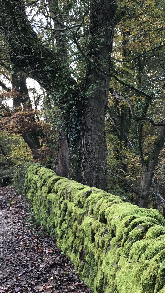 Morning 🌿🌳🍂… Happy #ThickTrunkTuesday… Have a good one 👍… HAPPY DAYS!!! #Trees #WoodlandWalks #WoodlandTrust #GreatOutdoors #FreshAir #Nature #PositiveVibes