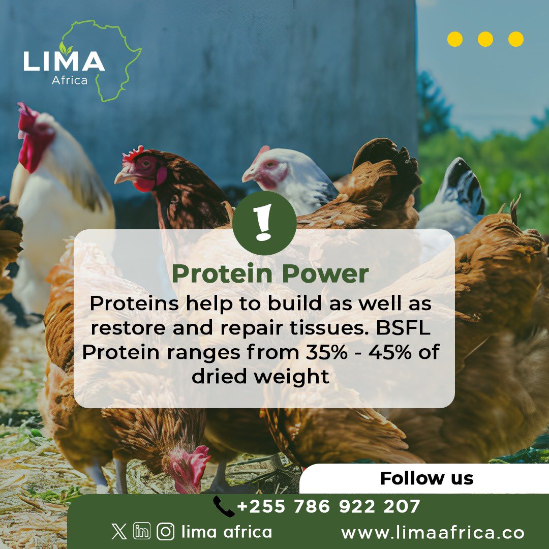 Research shows that BSFL is a protein powerhouse, offering a sustainable and nutrient-dense substitute for traditional chicken feed. 

🧵👇🏿