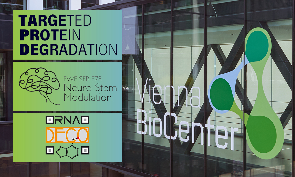 More good news: Three Special Research Programs (SFB) with VBC participation have been extended by the Austrian Science Fund (FWF) for the next 4 years: shorturl.at/quBN0
