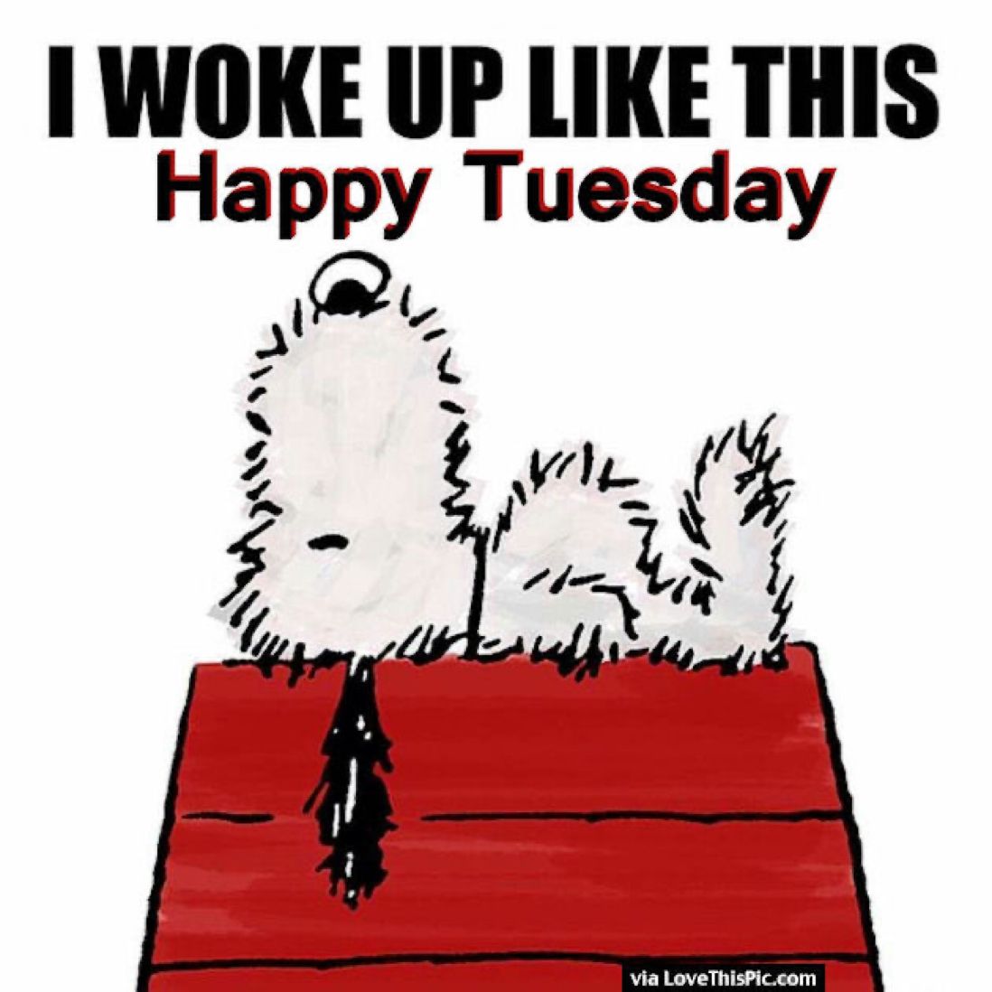 #HappyTuesday #TuesdayFeeling #TuesdayTraining #Tuesday #puppy #snoopy #GoodVibes #GoodVibesOnly #peanuts #dogsofx #martesdeperros 💋🌈😜🎉🥳