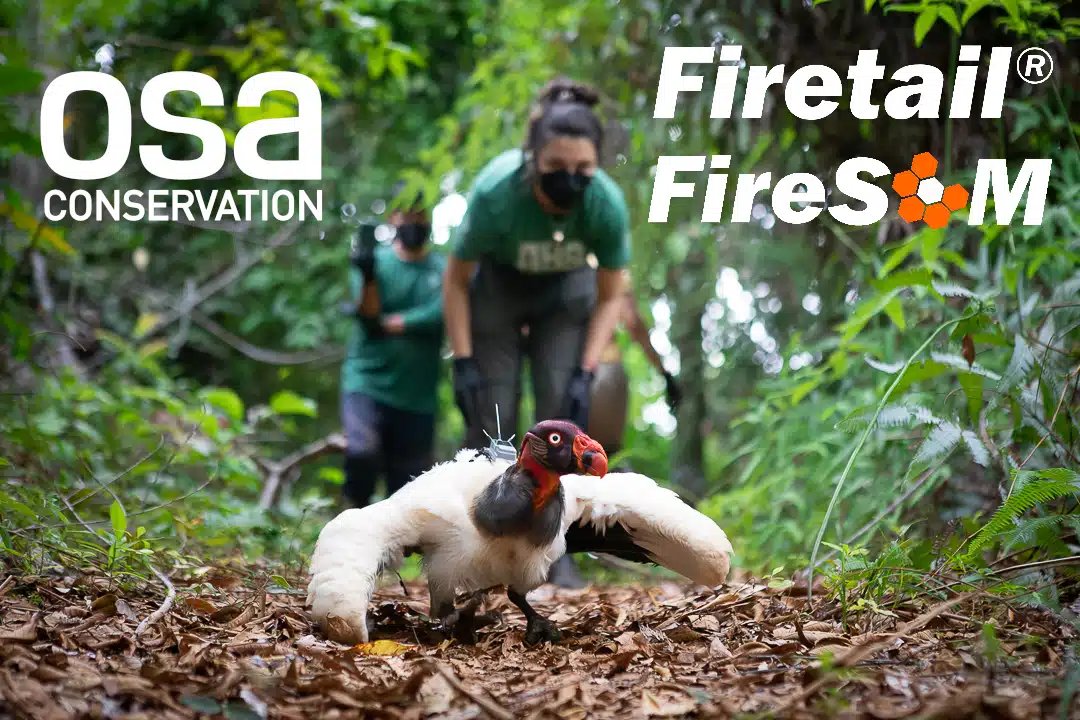 Firetail (@firetailvis) on Twitter photo We joined forces with <a href="/osaconservation/">Osa Conservation</a> for a short article on behavioral prediction of King vultures featured in the latest <a href="/_eobs_/">e-obs GmbH</a> newsletter
e-obs.de/news/semi-autoβ¦
Workflow: <a href="/_eobs_/">e-obs GmbH</a> transmission > <a href="/MovebankTeam/">Movebank</a> > Firetail/FireSOM > R/Statistics We joined forces with <a href="/osaconservation/">Osa Conservation</a> for a short article on behavioral prediction of King vultures featured in the latest <a href="/_eobs_/">e-obs GmbH</a> newsletter
e-obs.de/news/semi-autoβ¦
Workflow: <a href="/_eobs_/">e-obs GmbH</a> transmission > <a href="/MovebankTeam/">Movebank</a> > Firetail/FireSOM > R/Statistics
