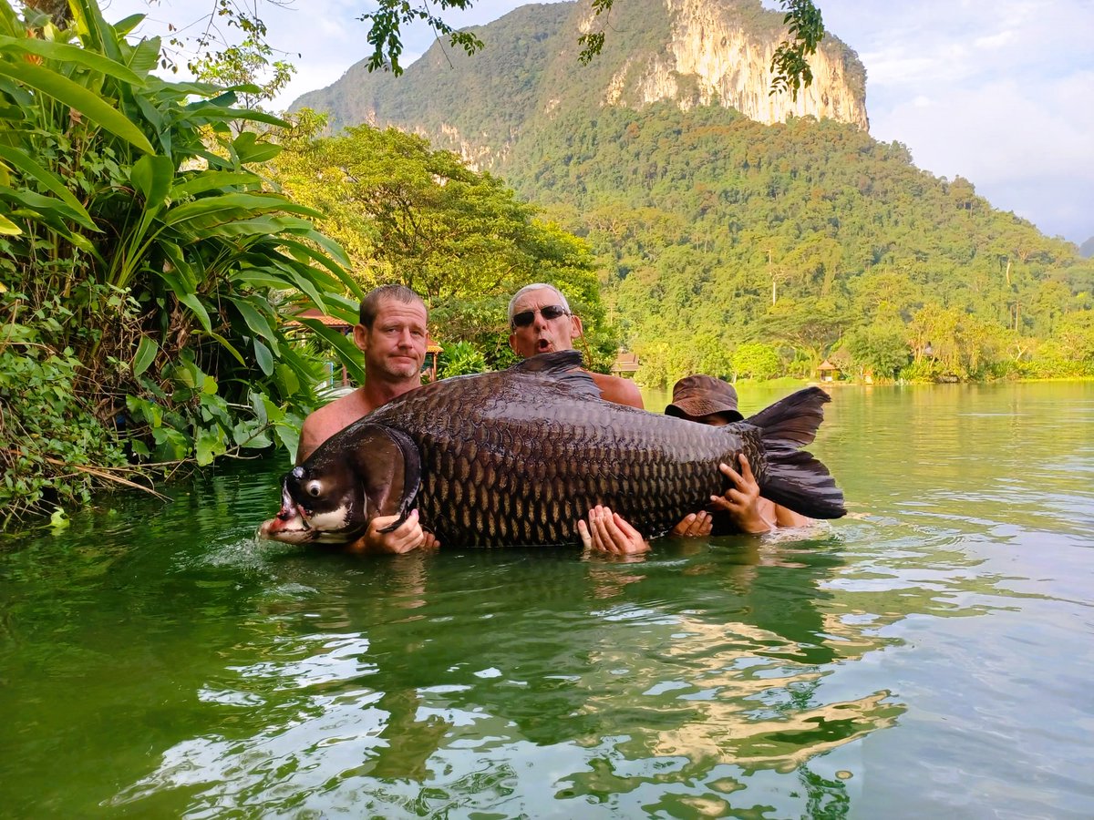 GillhamsFishing's tweet photo. Mark Davies certainly proved he could hang with the big boys of the carp species. Landing Siamese carp up to 165 lbs, Jullien's golden carp to 60 lbs, and to top it off, a rare Spotted sorubim catfish.
#fishingtrip #monstercatch #carpspecies #bigfish #lakelife #gillhamsfishery https://t.co/PNFa67Bzng