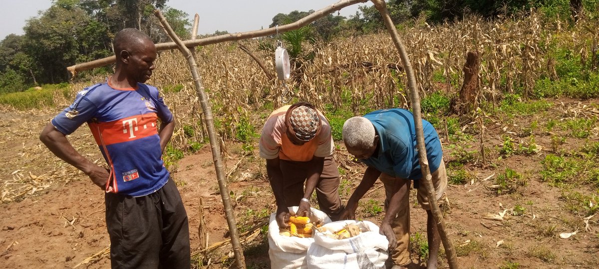 Avec le @CdCMAE, Acted accompagne les communautés de Yongoro & Yongofongo (Mbomou, République centrafricaine) dans la culture de maïs et de riz en utilisant de nouvelles techniques comme l'irrigation et des engrais qui améliorent le rendement et favorisent la sécurité alimentaire