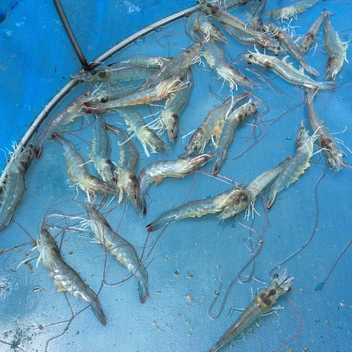 Prof Grant Stentiford (@cefaschiefsci) on Twitter photo ukri.org/opportunity/su…
<a href="/UKRI_News/">UK Research and Innovation</a> Pre-announcement: Sustainable and Resilient Aquaculture Systems in Southeast Asia
New call on #OneHealthAquaculture in #ODA eligible nations ukri.org/opportunity/su…
<a href="/UKRI_News/">UK Research and Innovation</a> Pre-announcement: Sustainable and Resilient Aquaculture Systems in Southeast Asia
New call on #OneHealthAquaculture in #ODA eligible nations