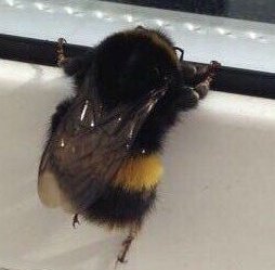 rainbow_explode's tweet image. rt on the chubby bee so you have a very good 2024!!♡︎