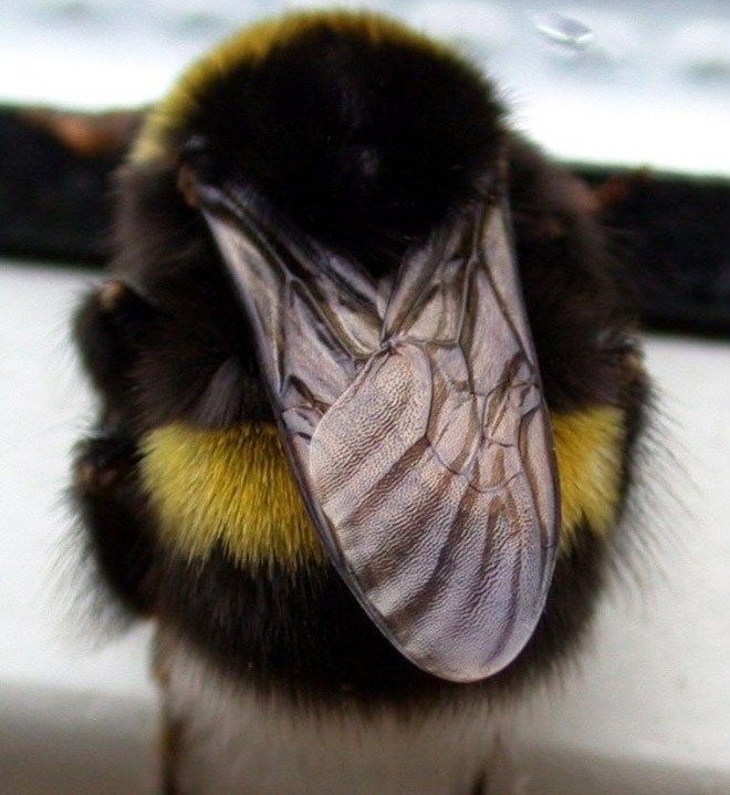 rainbow_explode's tweet image. rt on the chubby bee so you have a very good 2024!!♡︎