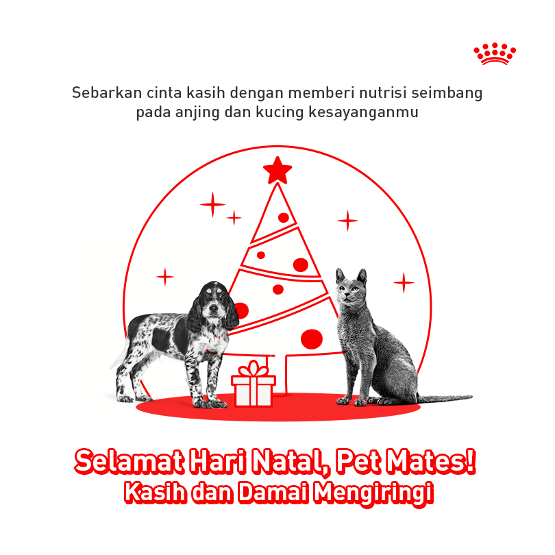 Di hari yang penuh suka dan cita ini, saatnya berbagi cinta kasih dan kebahagiaan kepada sesama, termasuk hewan kesayanganmu di rumah 😉 selamat merayakan Hari Natal, Pet Mates!