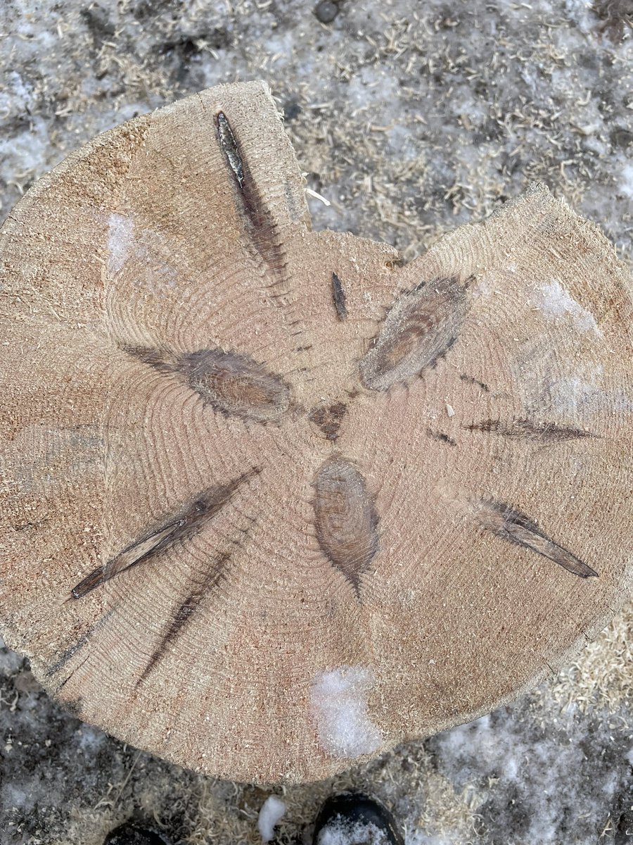 How old was the tree and how many branches was it growing? <a href="/dailystem/">dailySTEM Chris Woods</a> here’s a striking cookie! #Nature #NatureBeautiful #NatureLover