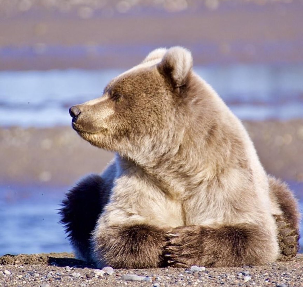 Bears (U.S. National Park Service)