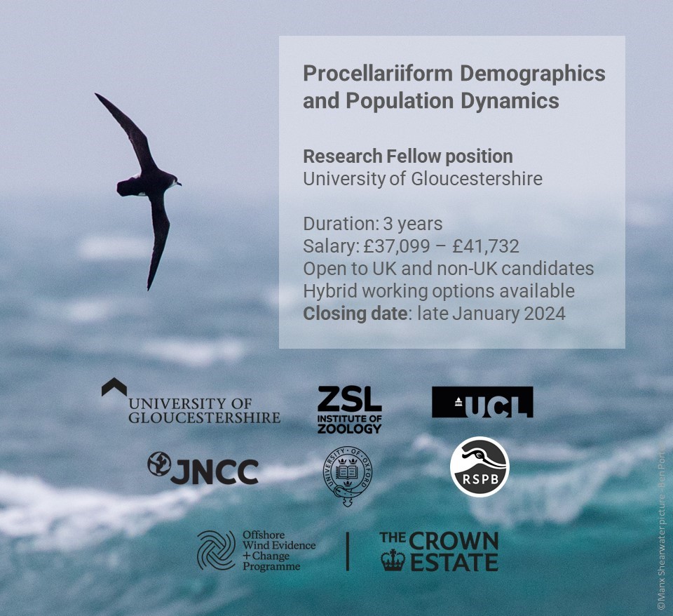 We’re hiring a post-doctoral Research Fellow to work on #seabird demography and population dynamics, working with me and @CatHorswill 3 years, closes late Jan 2024. Details here bit.ly/UoGProcBe Register your interest & we’ll contact you when the ad is out #ornithology