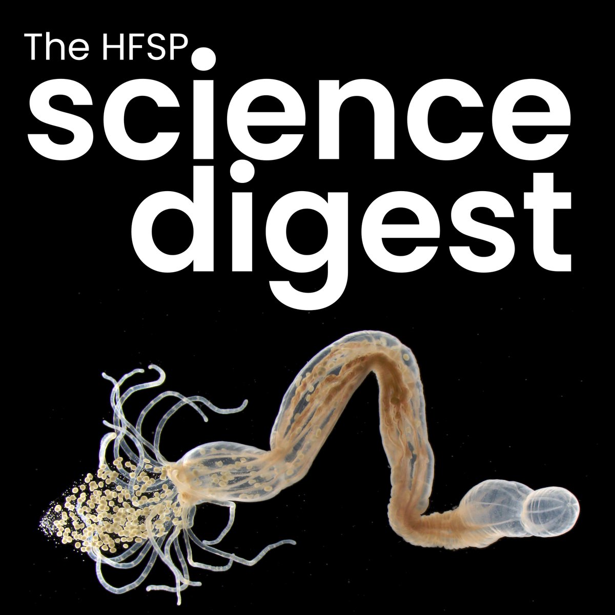 Attention scientists from all over the world 🙃The HFSP Science Digest is OUT TODAY! 🌐Dive into groundbreaking discoveries, explore extreme ecosystems, and catch up on the 2022 HFSP Awards!  Read it here:  bit.ly/3NyFxB2 
#HFSPScienceDigest #BasicLifeSciences