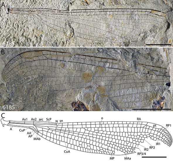 New: Jouault, Coutret, Konhauser & Nel – New odonatans (Odonata: Gomphaeschnidae; Synlestidae) from the Paleocene Paskapoo Formation: systematic and biogeographical implications doi.org/10.1080/147720… Scale bars: 5mm