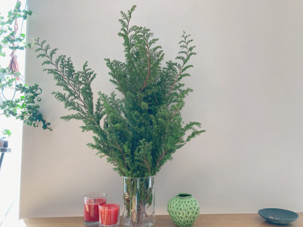 我が家はクリスマスツリーの代わりにヒムロスギを飾ってます🎄

FLOWER｜たっぷりの花を、驚きの価格で。
flowr.is/collections/10…

▼招待コード入力で、ロスレスブーケが【10%OFF】
A2KX

#flower_is
#ロスレスブーケ