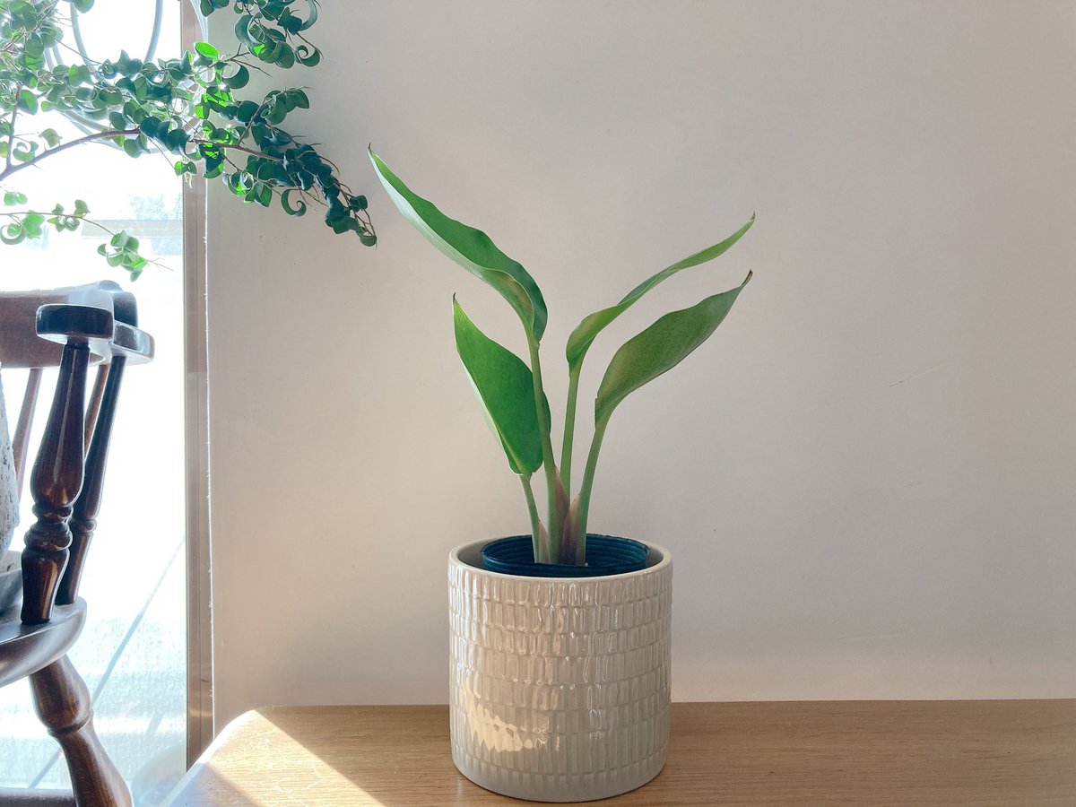 ロスレスブーケの「FLOWER」アプリを眺めては、ついつい注文しちゃう😂
flowr.is/collections/10…

▼招待コード入力で、ロスレスブーケが【10%OFF】
A2KX

#flower_is
#ロスレスブーケ