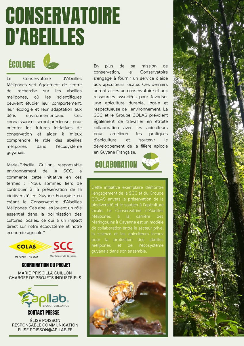 Apilab's tweet image. 🐝🌿 Retour sur le projet &quot;Conservatoire d&apos;abeilles mélipones à Cayenne&quot; de la SCC du @GroupeColas . 🌎 Un refuge sécurisé pour les abeilles endémiques de Guyane. #ConservatoireMélipones #Biodiversité #EngagementVert #abeilles