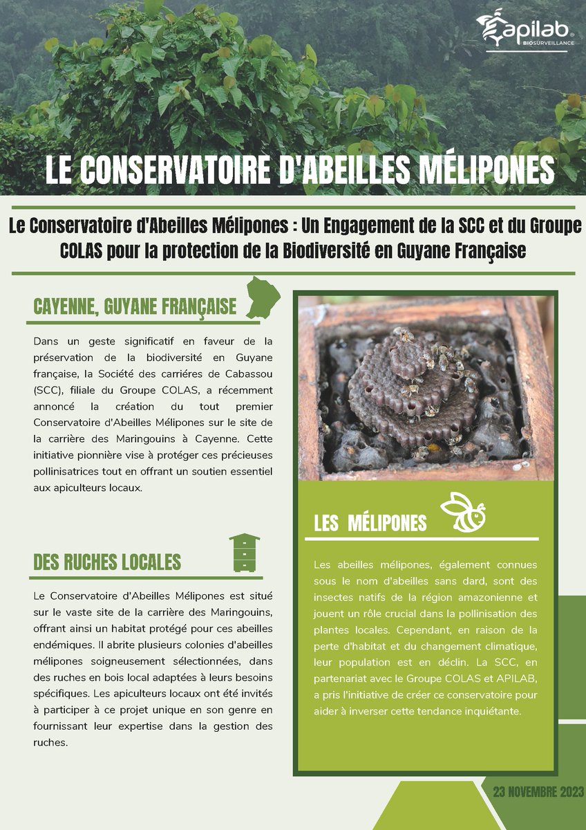 Apilab's tweet image. 🐝🌿 Retour sur le projet &quot;Conservatoire d&apos;abeilles mélipones à Cayenne&quot; de la SCC du @GroupeColas . 🌎 Un refuge sécurisé pour les abeilles endémiques de Guyane. #ConservatoireMélipones #Biodiversité #EngagementVert #abeilles