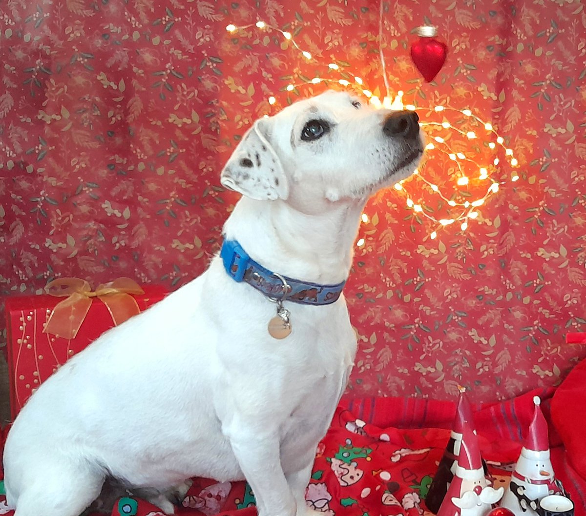Scooby from Oldies Club is ready for Christmas – are you? 🎄 🎁 ☃️ bit.ly/477JAeD
