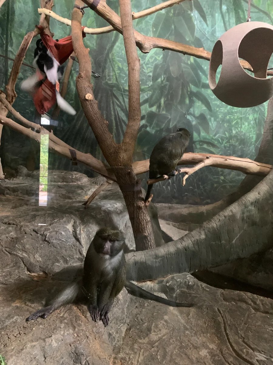 rem49er's tweet image. Visiting the zoo is a relaxing and recreational activity for me. It's a peaceful way to spend a day surrounded by nature and the animal kingdom.😊