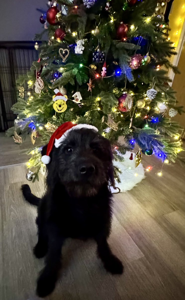 Katina Wright (@wrightstory) on Twitter photo Festive #writing fun and chat on the <a href="/writementor/">WriteMentor</a> hub community-led channel tomorrow,
WEDNESDAY 20th at Midday
Join us for some #amwriting #WritingCommmunity fun 🎄
#kidlit #childrensbooks #MG #YA #PB Festive #writing fun and chat on the <a href="/writementor/">WriteMentor</a> hub community-led channel tomorrow,
WEDNESDAY 20th at Midday
Join us for some #amwriting #WritingCommmunity fun 🎄
#kidlit #childrensbooks #MG #YA #PB