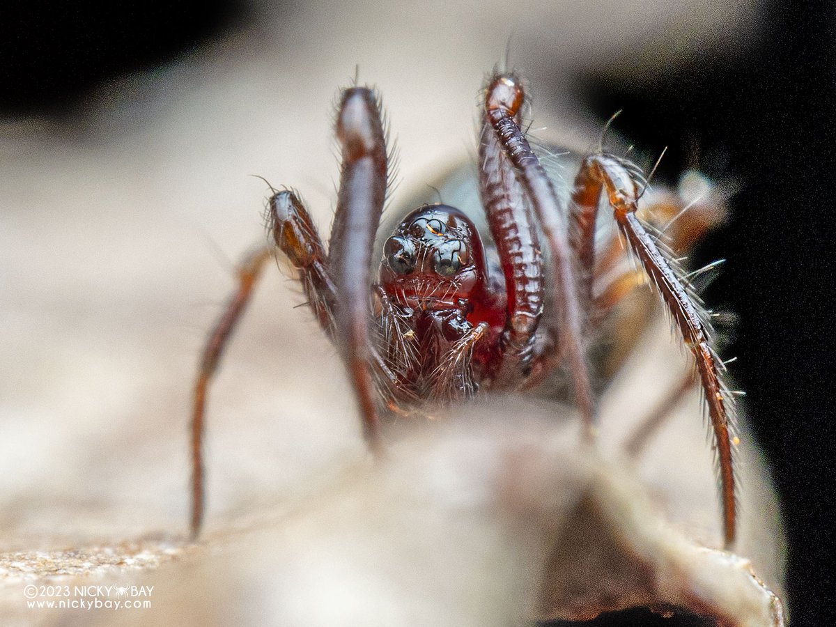 Anapids are tiny spiders that look like bald angry men.