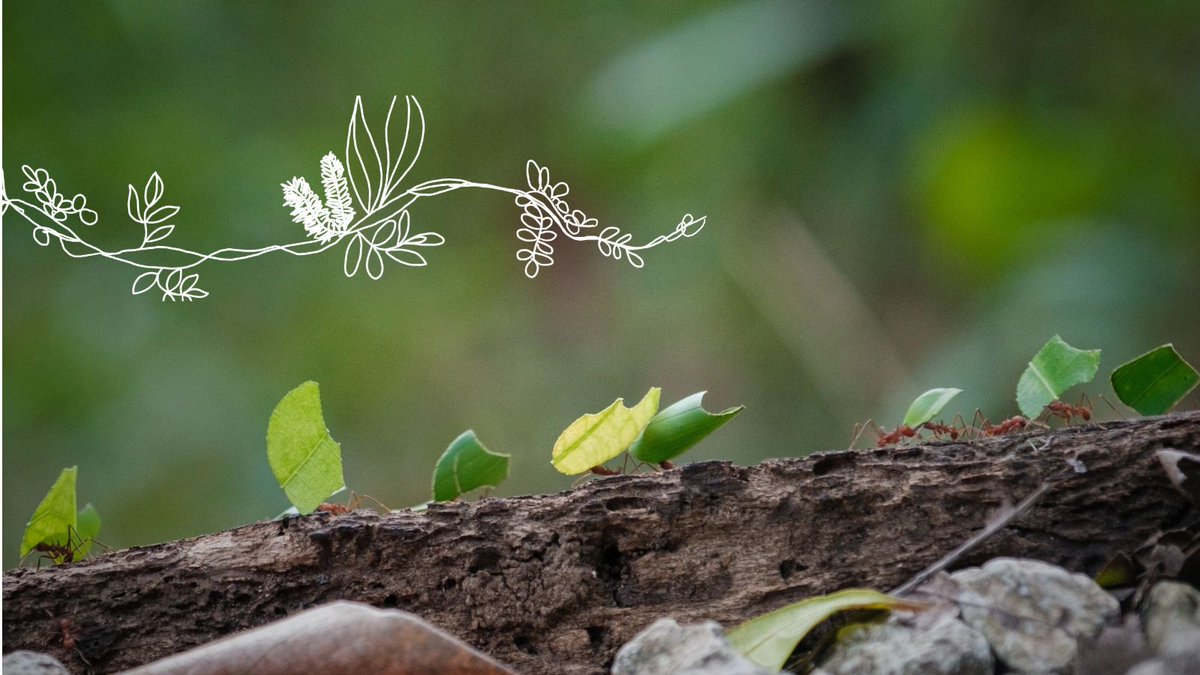 For our twentieth #Advent devotional, Rev Dr Melinda Cousins explores the humble and unexpected coming of God into our common home.
👇
commongrace.org.au/advent_common_…

#CommonHome #Advent2023 #Devotional #Day19 #CommonGraceAus