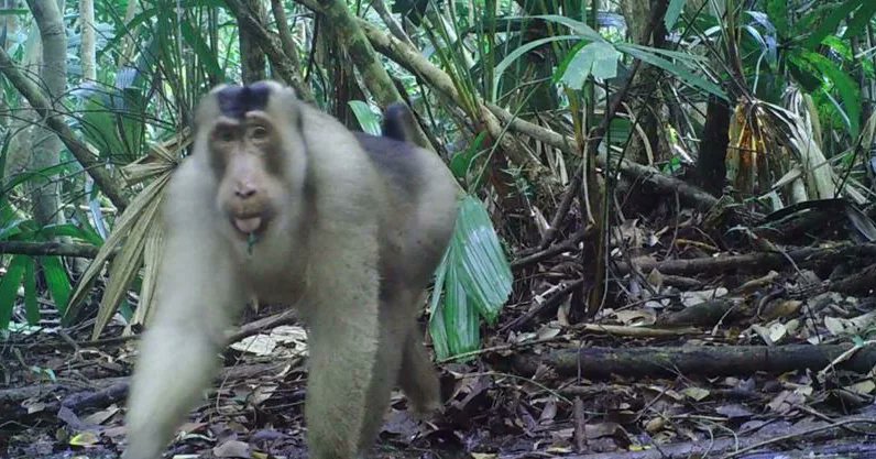 Meet the Southern Pig-tailed Macaque (Macaca nemestrina), also known as the Sunda pig-tailed macaque is referred to as #Monyet beruk in the region and is a prominent #mammal species within the Restorasi Ekosistem Riau (RER) area.
#ExploreRER