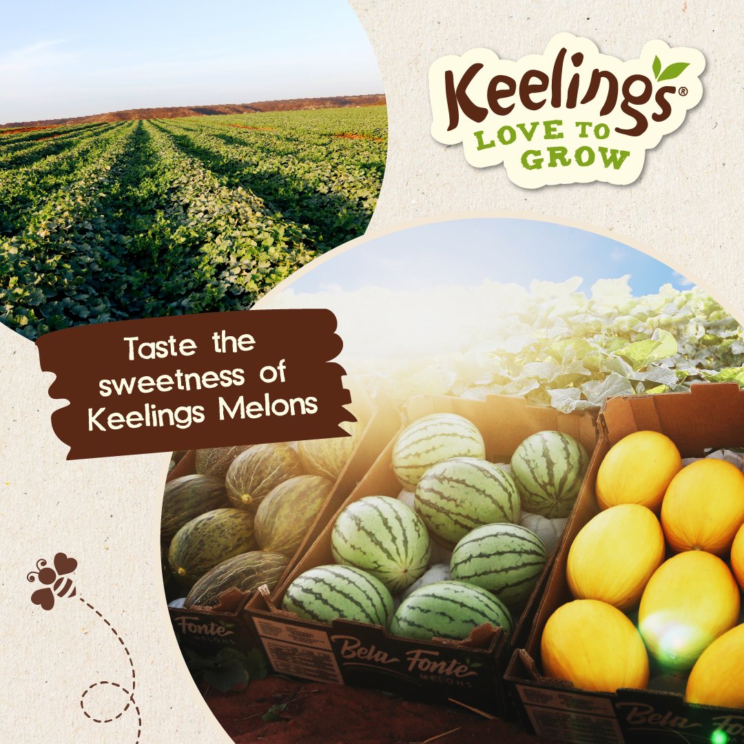 Did you know? Each juicy bite of melon packs a punch of hydration, boasting over 90% water content. 💧 Our melons are also rich in vitamins A and C, promoting healthy skin and a robust immune system. 🍈 Low in calories and high in deliciousness, our melons are the perfect snack!