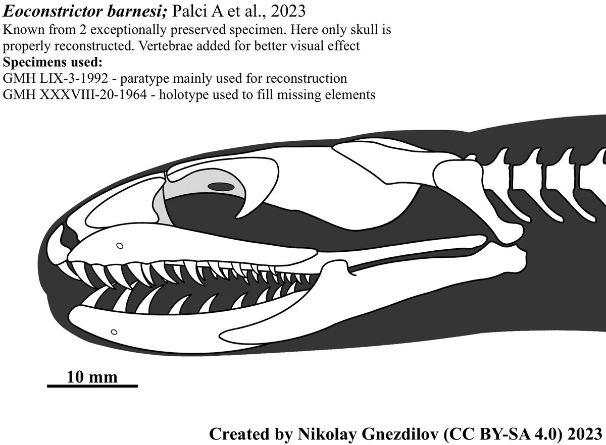 nick_gnest's tweet photo. Originally wanted to improve my knowledge of snake skulls, but then I saw a paper describing Eoconstrictor barnesi. Had to really assemble bones myself for the first time and result looks alright(?)
#paleoart #snake https://t.co/fnNIO69nZM