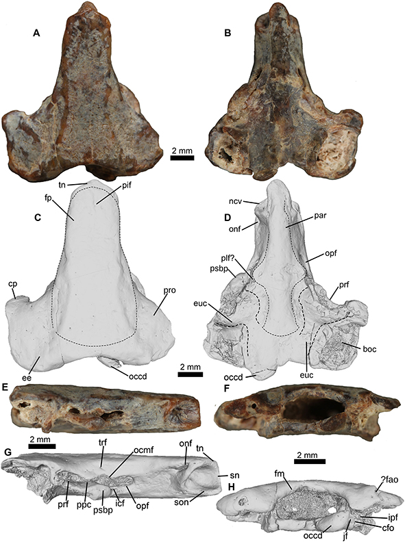 New: Lemierre, Bailon, Folie & @MichelLaurin18 – A new pipid from the Cretaceous of Africa (In Becetèn, Niger) and early evolution of the Pipidae doi.org/10.1080/147720…