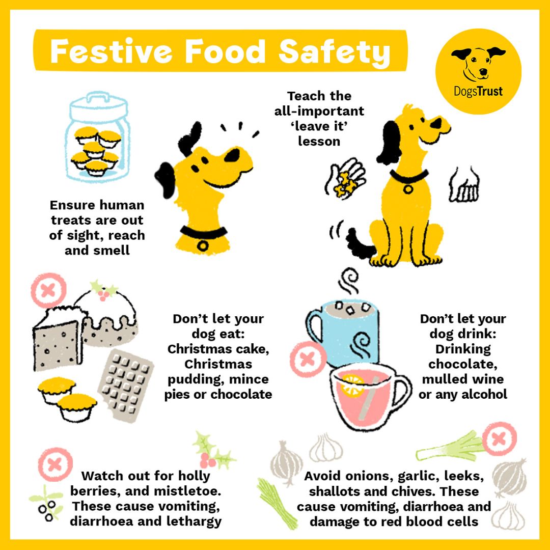 Treats for the humans only! Advice on how to navigate festive food, what to avoid and keep out of your dogs reach. 🎄 #TheElfOnTheShelf #ADogIsForLife #FestiveFoodAndDogs