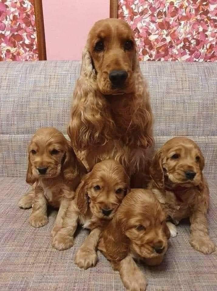 ❃❃❃ PROUD MOM 🥰♥😍 #dogsarefamily #dogsoftwitter #dogs