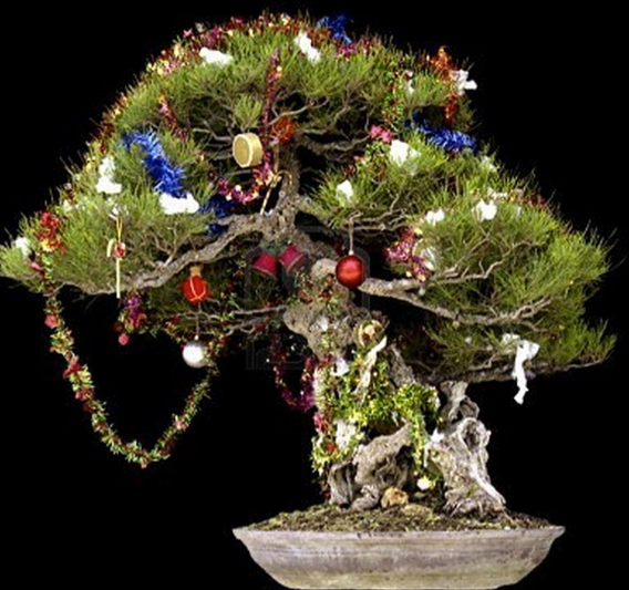 North of England Bonsai tweet media