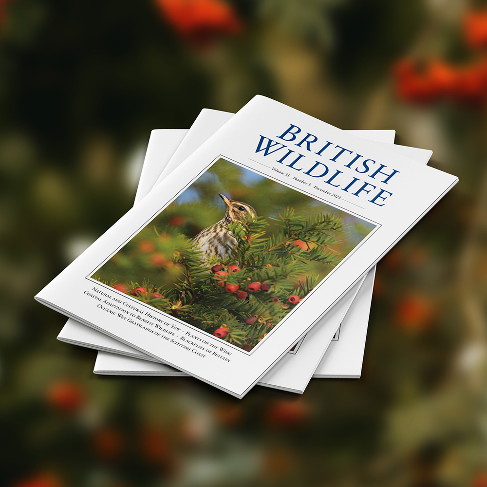 The December issue is now out! Featuring the natural and cultural history of Yew, coastal adaptation to benefit wildlife, the biology and impacts of blackflies in Britain, oceanic wet grasslands in Scotland, and much more... Visit britishwildlife.com to find out more